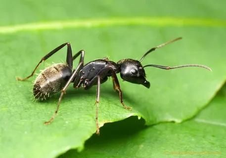 النمل الأسود النجار