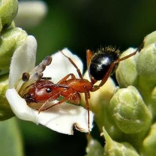 النمل البهلوان