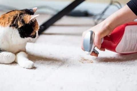 خطوات تنظيف الكنب من بول القطط