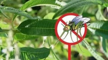 طرق مكافحة الحشرات في المنشآت الغذائية