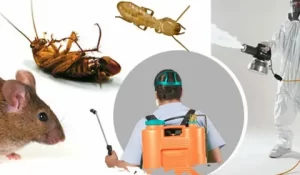 خدمة مكافحة الحشرات في السعودية